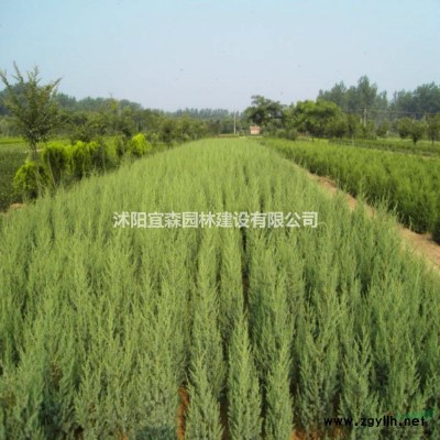 落葉喬木銀杏樹批發(fā) 江蘇是銀杏樹的中產(chǎn)區(qū)之一價(jià)格便宜