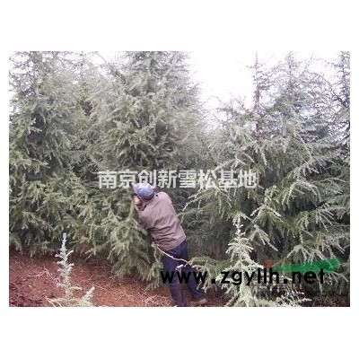 米徑3公分廣玉蘭價(jià)格 南京特色苗木玉蘭報(bào)價(jià)