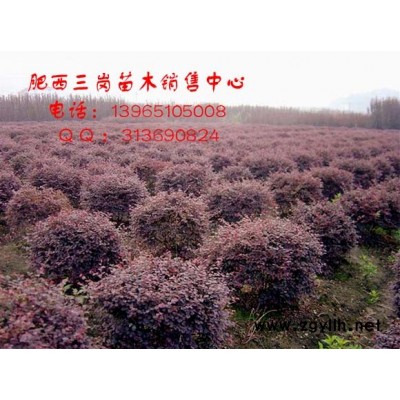 毛桃小苗 香樟小苗 廣玉蘭小苗