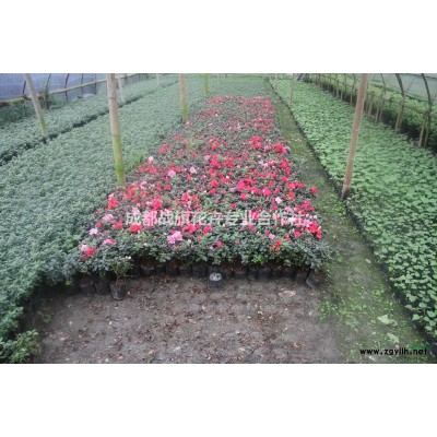 西南玉蘭基地  6-8公分廣玉蘭批發(fā)  玉蘭花種植