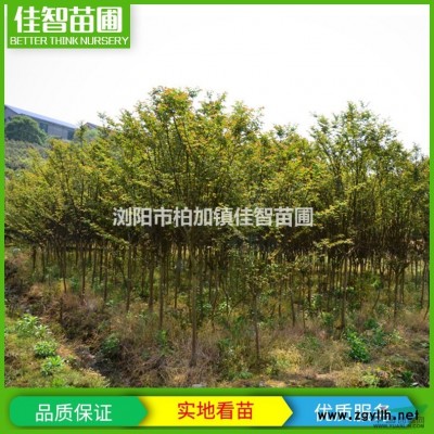 湖南廣玉蘭/廣玉蘭價(jià)格/精品廣玉蘭價(jià)格/廣玉蘭工程樹(shù)價(jià)