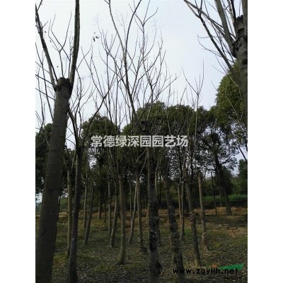 15-20移栽殺頭香樟