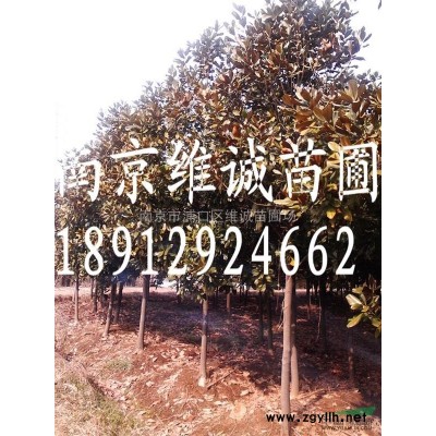 銀杏供應(yīng)/銀杏圖片/籽播雪松苗