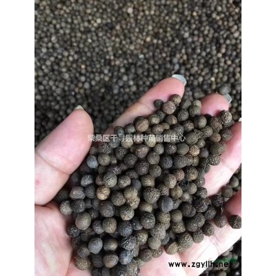 九江香樟種子專業(yè)批發(fā)，提供香樟種子育苗技術，保證發(fā)芽率