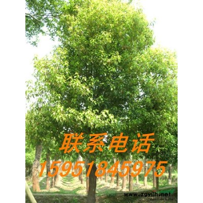 香樟苗木價(jià)格報(bào)價(jià)分析信息咨詢