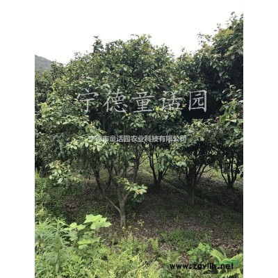 香樟樹，胸徑7-26公分香樟樹
