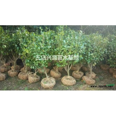 提供骨架樸樹(shù)、三角楓、香樟、刺冬青