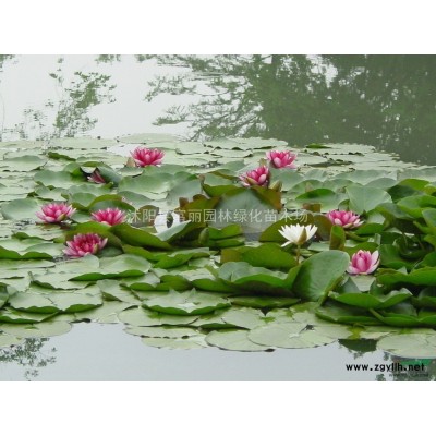 苗圃急售廣玉蘭，白玉蘭，山玉蘭，紅玉蘭，黃玉蘭