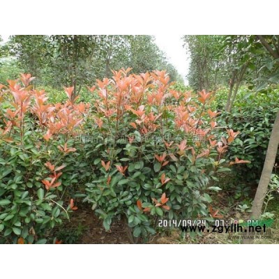 移植香樟*新價格/移植香樟報價