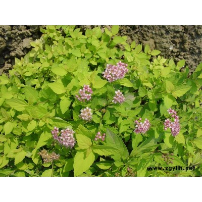 供應香樟、無患子、紅白玉蘭、桂花、紅葉石楠等