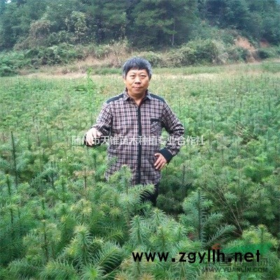 特價供2年生香樟樹小苗木高80-150公分30萬株