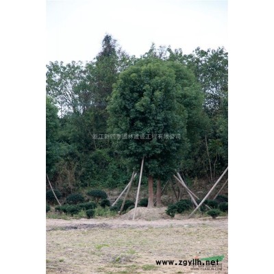 香樟，香樟供應(yīng)，香樟價格，2014年浙江香樟圖片，香樟價格