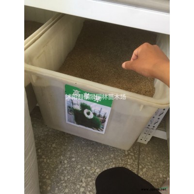 江蘇桂花樹行情/桂花樹產地/桂花樹介紹及時新價格