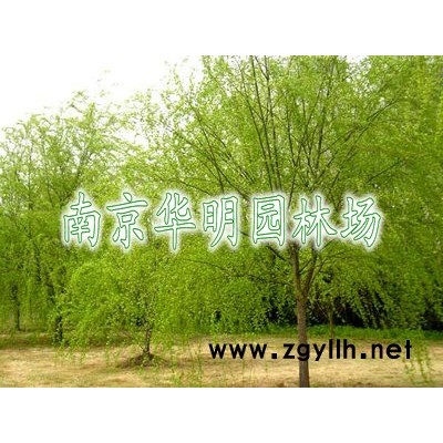 高桿女貞(冬青、大葉女貞)