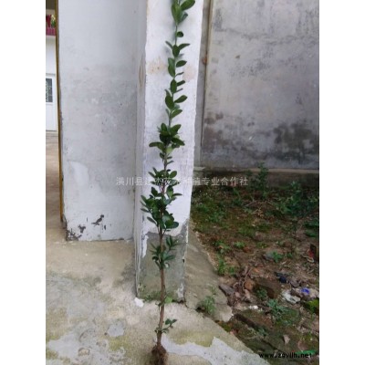 桂花，北方可種植哪些苗木，嫁接桂花，桂花價格