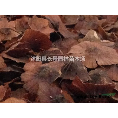 桂花種子價格,哪里有賣的？