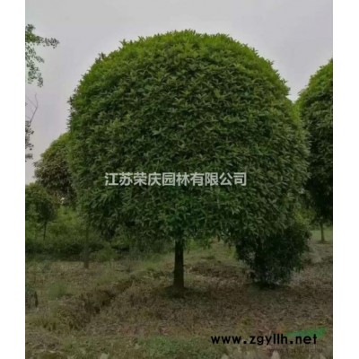 江蘇常年供應規(guī)格2公分~15公分大葉女貞