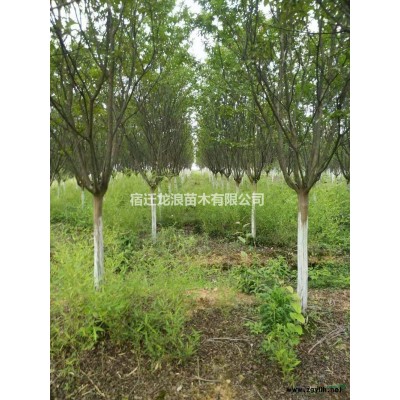 大小規(guī)格大葉女貞 江蘇大葉女貞價(jià)格 大葉女貞基地