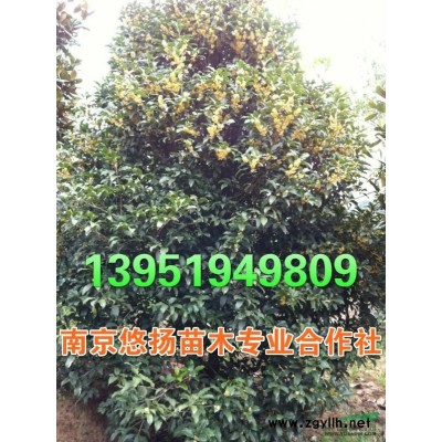 大葉女貞，高桿女貞，南京悠揚苗木合作社大葉女貞基地