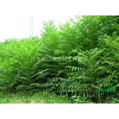 桂花種子 江西桂花種子價格優(yōu)惠 種子基地