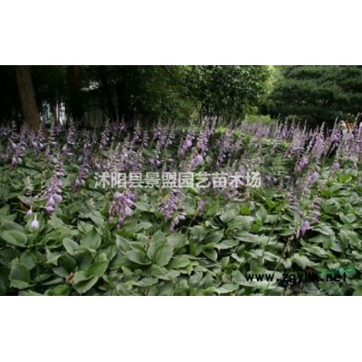 10公分大葉女貞價格