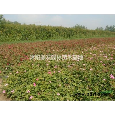 江蘇供應(yīng)桂花樹行情報價-圖片展示-產(chǎn)地直銷-規(guī)格*