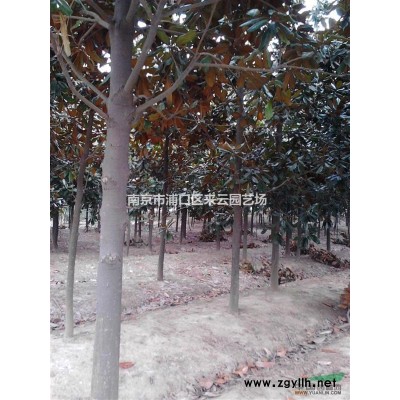 蓬徑4米地徑15公分桂花價(jià)格