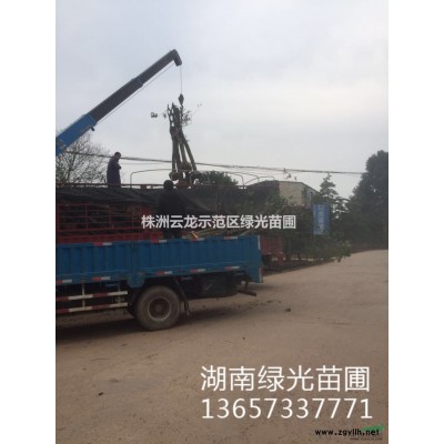 丹桂,湖南丹桂,紅桂,紅桂花,火桂,大丹桂,低價供應丹桂