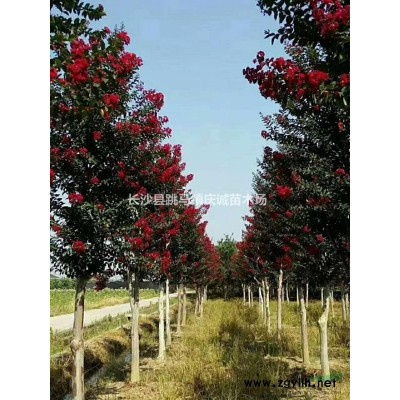 20公分精品桂花，蘑菇型