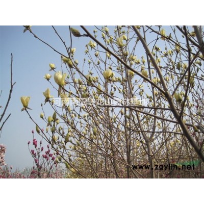 大葉女貞 河南大葉女貞 大葉女貞基地 南陽(yáng)大葉女貞