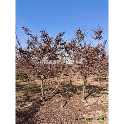 大葉女貞價(jià)格_大葉女貞圖片_大葉女貞產(chǎn)地_大葉女貞基地