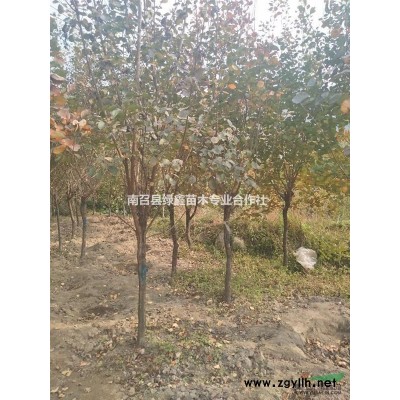 河南大葉女貞基地，河南大葉女貞批發，河南哪里有大葉女貞供應