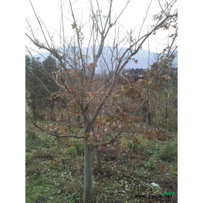 桂花1到20公分 (4)*新價格/桂花1到20公分 (4)報價