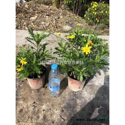 15公分桂花多少錢一棵，湖南桂花基地常年供應(yīng)精品桂花