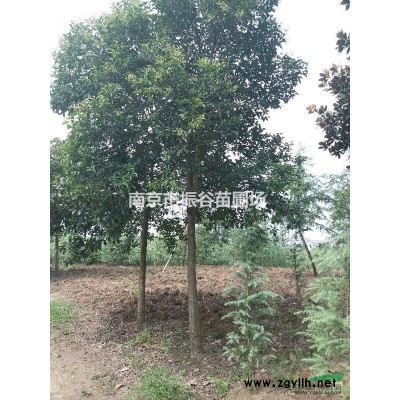 南京地區供應13公分精品大葉女貞