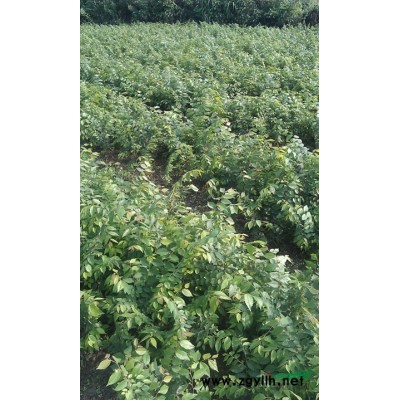 江蘇桂花苗供應、桂花實圖
