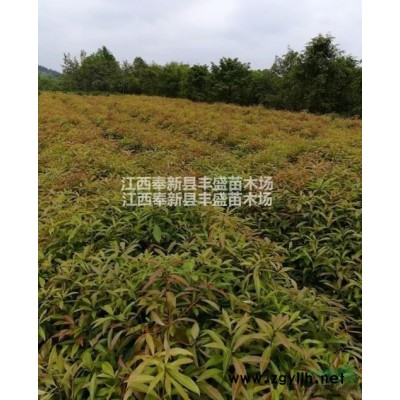 15公分桂花樹價(jià)格、18公分桂花樹價(jià)格、20公分桂花樹價(jià)格