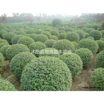 大葉女貞基地批發(fā)數(shù)量充足