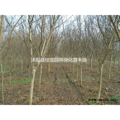 江蘇大葉女貞價(jià)格/基地/圖片/苗圃基地