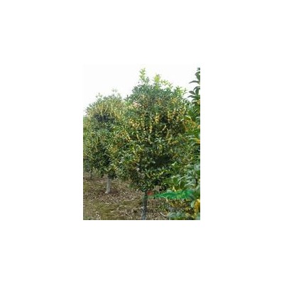 殺頭5年茂胸徑20公分18公分15公分精品大葉女貞產(chǎn)地