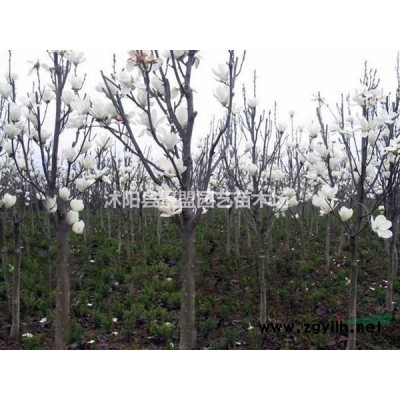 河北適合種植桂花樹嗎？