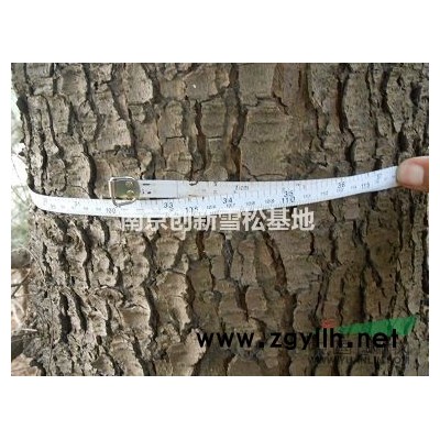 現(xiàn)在大葉女貞價(jià)格10公分5公分價(jià)格大葉女貞種植要注意什么