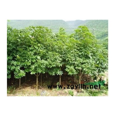 批發(fā)叢生多干桂花報價，精品大桂花價格上調(diào)嗎