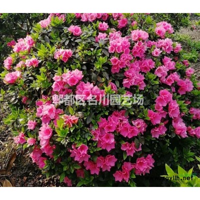 貴州桂花樹(shù)基地_成都桂花樹(shù)批發(fā)_叢生桂花苗圃_高桿金桂_行道樹(shù)桂花_丹桂價(jià)格_四季報(bào)價(jià)