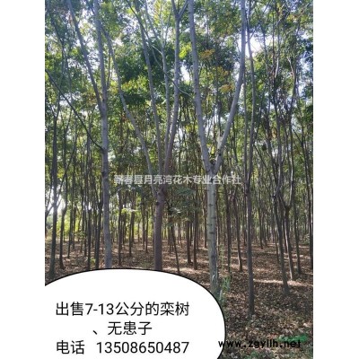 供3-8公分桂花、紫薇，8—20公分欒樹、無患子