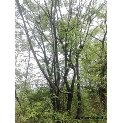 廣西桂林供應(yīng)10至4O公分桂花