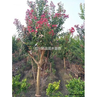 桂花