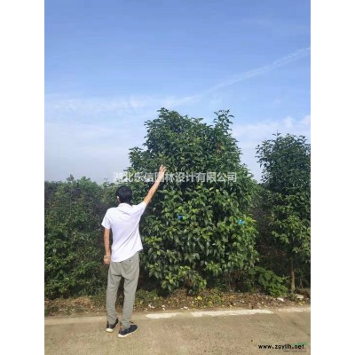 大量精品桂花樹出售