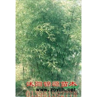 紅楓苗，玉蘭苗，桂花苗，國(guó)槐