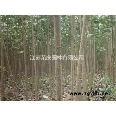 江蘇常年供應規(guī)格4公分~15公分桂花樹